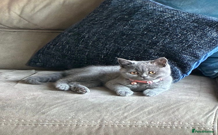 British Shorthair cats - Advert 13