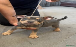 Mixed Breed dogs for sale: American bulldog X French bulldog last 3 left  - Image 19