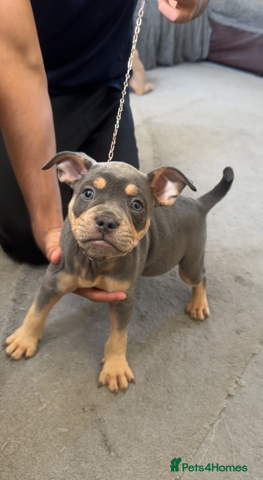 Mixed Breed dogs for sale: American bulldog X French bulldog last 3 left  - Image 19