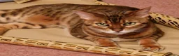 Bengal cats for sale: Female & male  in Rotherham - Advert 4