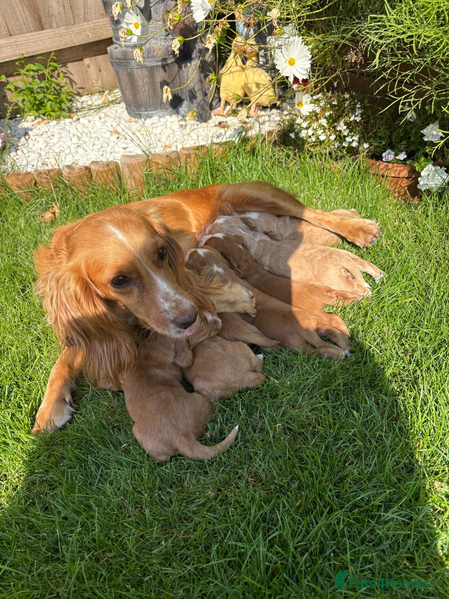 Cocker Spaniel dogs Beautiful Cocker spaniel puppies (working) - Advert 10