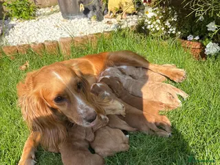 Cocker Spaniel dogs Beautiful Cocker spaniel puppies (working) - Advert 1