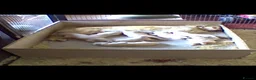 Golden Retriever dogs for sale: Golden Retriever Pups for sale  - Advert 5