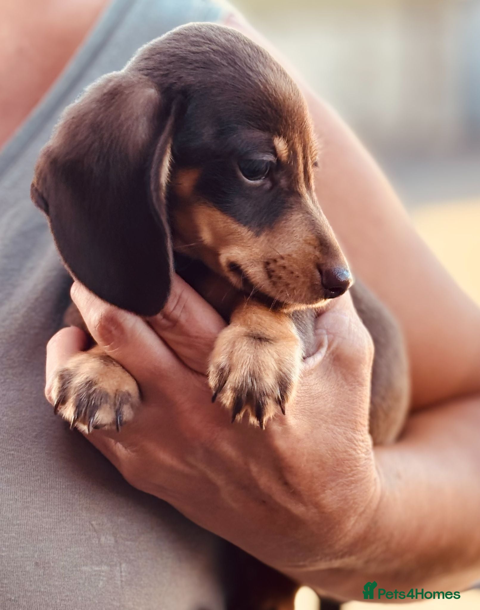 Miniature Dachshund dogs Ready for new home: KC, PRA clear stunning boy - Advert 2