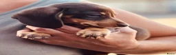 Miniature Dachshund dogs for sale: Ready for new home: KC, PRA clear stunning boy - Advert 2