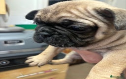 Frug dogs for sale: Frug Puppies - Image 7