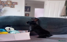 Mixed Breed rabbits for sale: Lovely bunny needs lovely home - Image 2