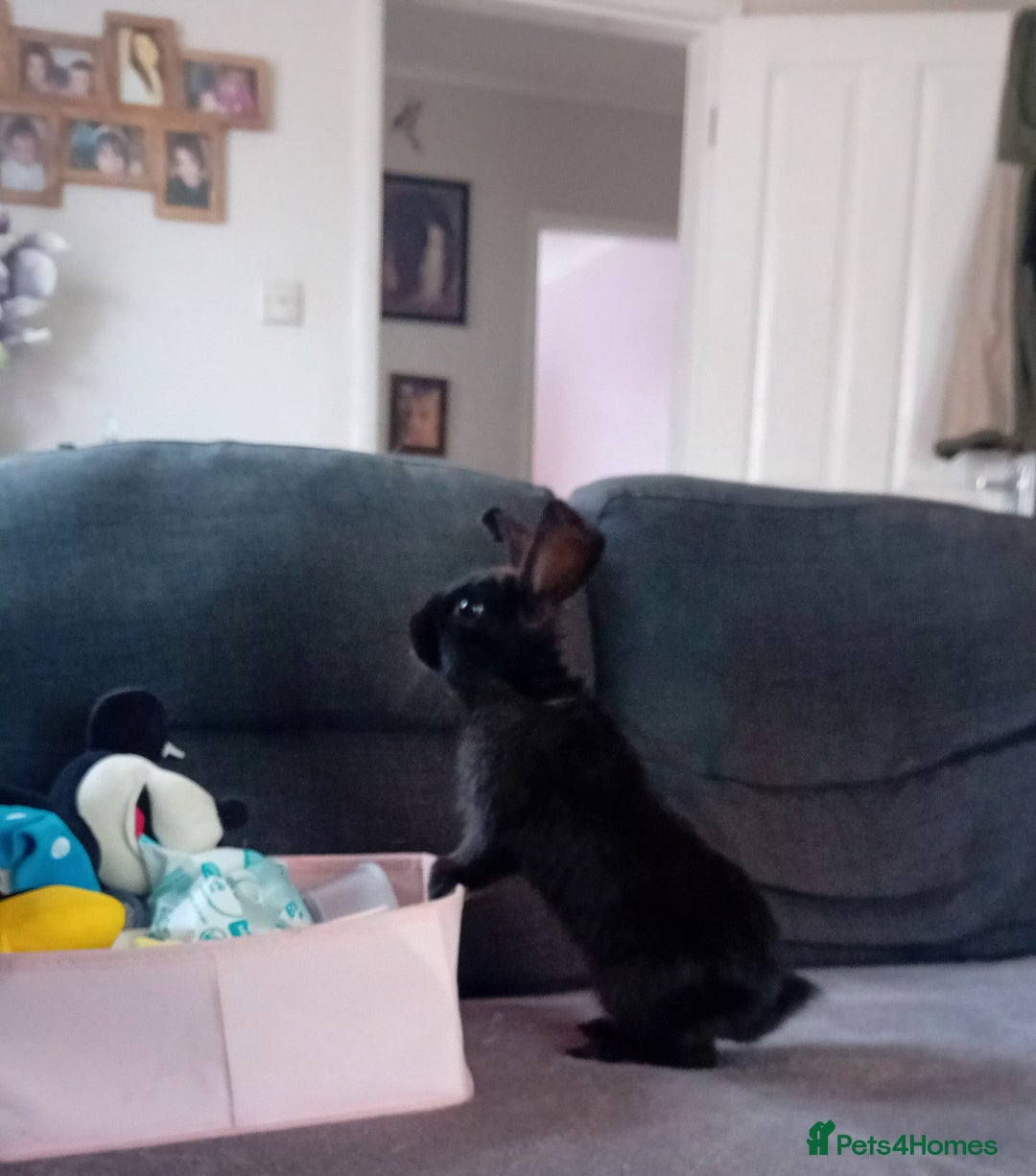 Mixed Breed rabbits for sale: Lovely bunny needs lovely home - Image 2