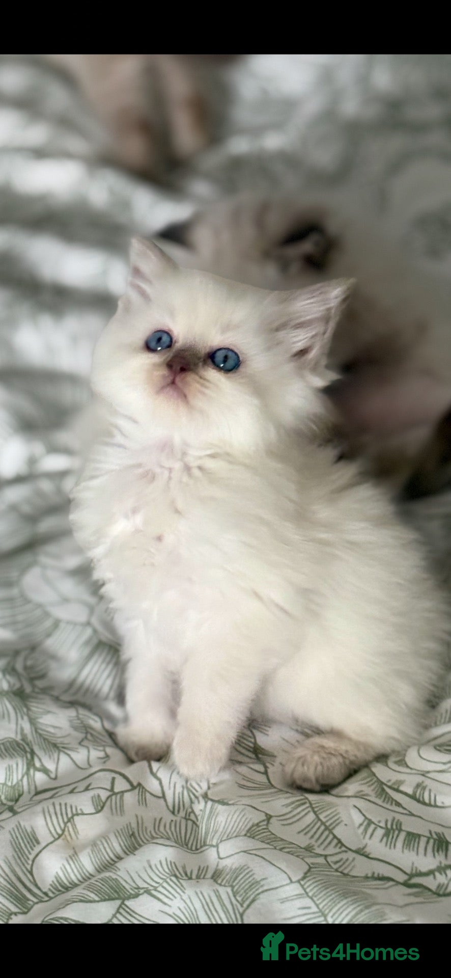 Ragdoll cats for sale: ♥️ STUNNING GCCF BABIES ♥️ - Advert 19