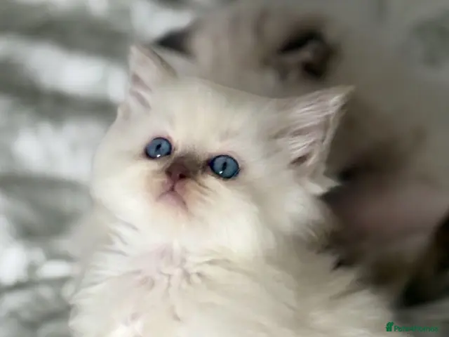Ragdoll cats for sale: ♥️ STUNNING GCCF BABIES ♥️ - Advert 19