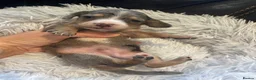 Miniature Dachshund dogs for sale: Beautiful Purebred Miniature Dachshund Puppies 🐾 - Advert 28