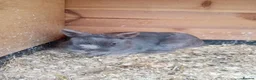 Netherland Dwarf rabbits for sale: Netherland dwarf young adults  - Advert 4