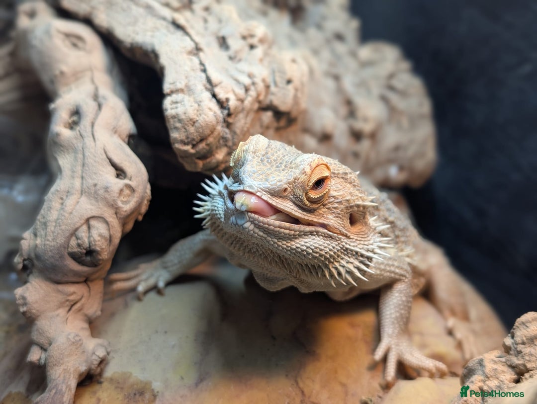 Bearded Dragon reptiles for sale: Rehoming Remy - Advert 1