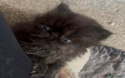 Persian cats for sale: Gorgeous Persians gccf registered pkd neg   - Image 32