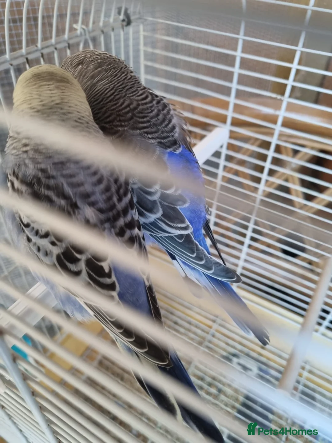 Budgerigars birds for sale: Baby Budgies  in Walsall - Advert 9