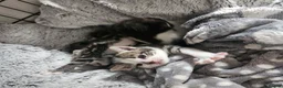 Mixed Breed cats for sale: 4 Beautiful Mix Breed Little Kittens For Sale - Advert 17