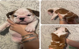 English Bulldog dogs for sale: British bulldog puppies - Image 3