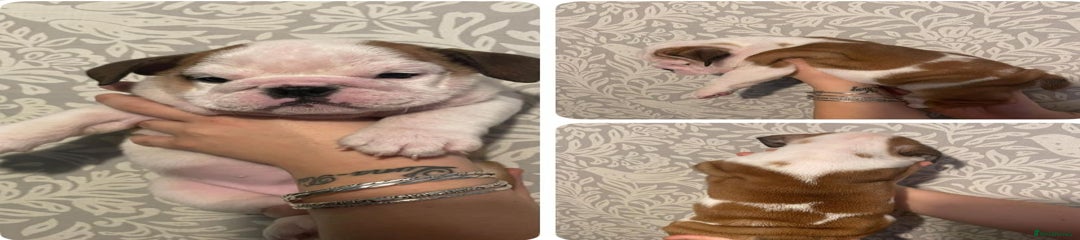 English Bulldog Puppy 3