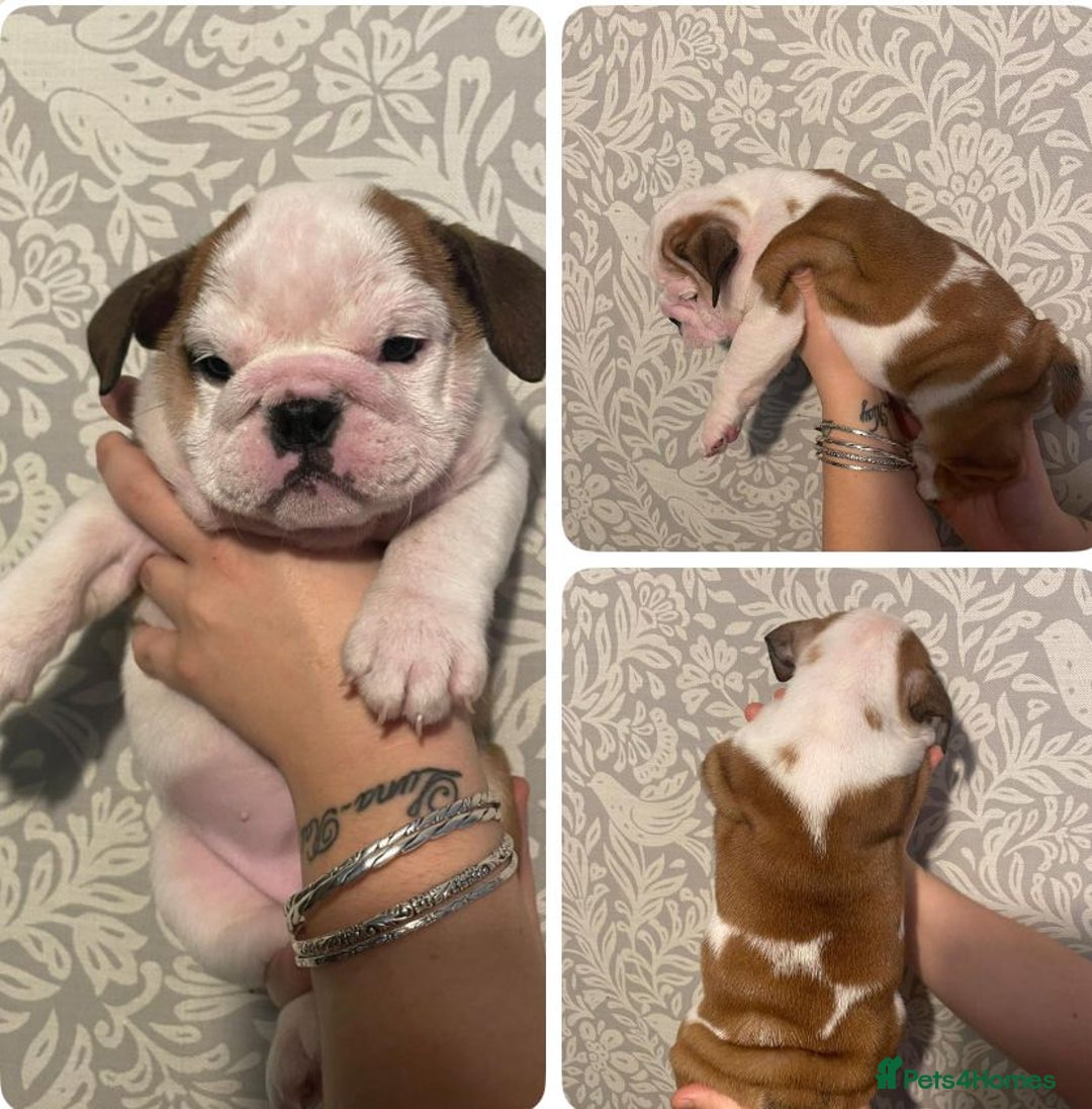 English Bulldog dogs for sale: British bulldog puppies - Image 3