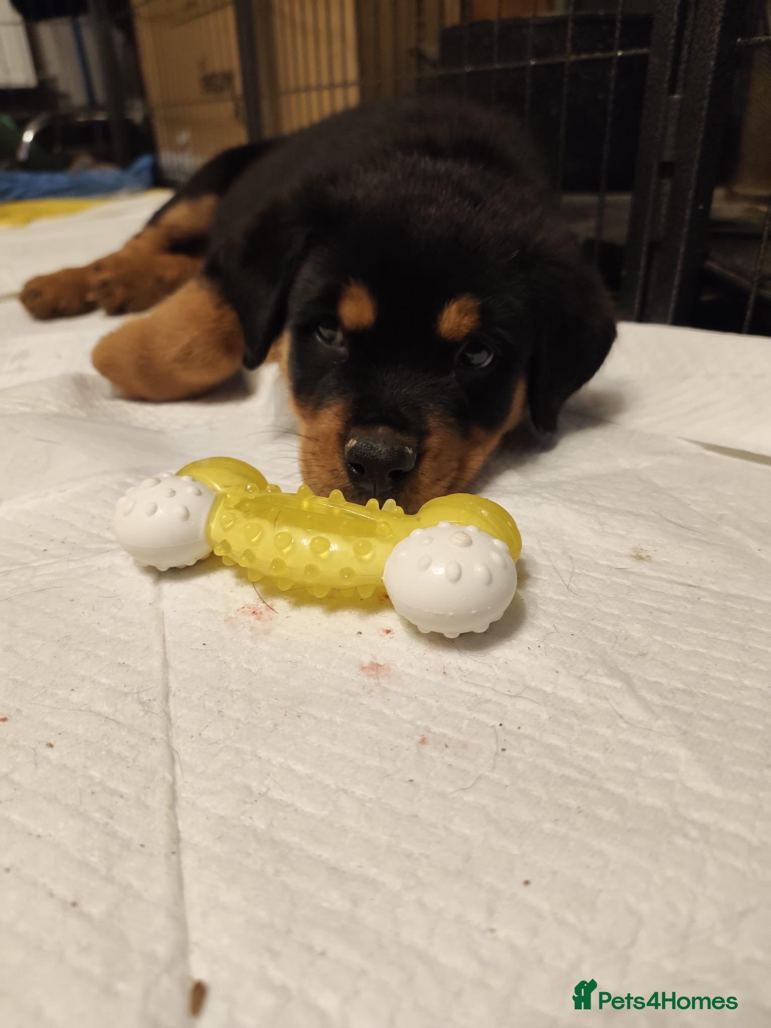 Rottweiler dogs One remaining *pricedrop*Rottweiler Puppies Non KC - Advert 2