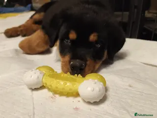 Rottweiler dogs One remaining *pricedrop*Rottweiler Puppies Non KC - Advert 2