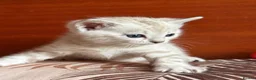 Bengal cats for sale: BEAUTIFUL BABY BENGALS FOR SALE  - Advert 21