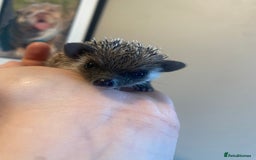 Pygmy Hedgehog rodents for sale: African Pygmy hedgehog for reservation  - Image 4