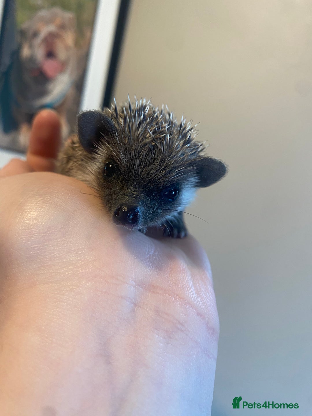 Pygmy Hedgehog rodents for sale: African Pygmy hedgehog for reservation  - Image 4