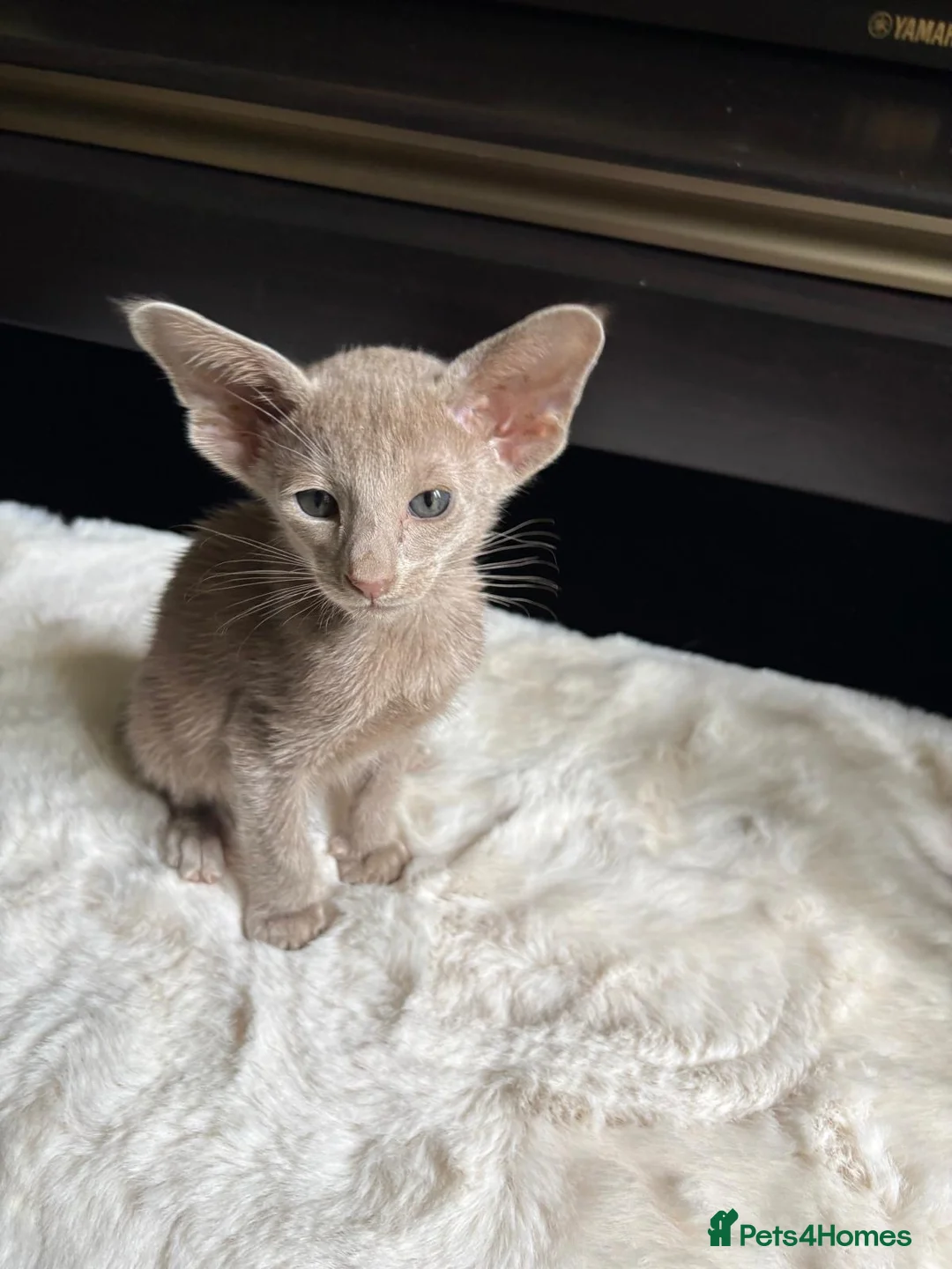 Oriental cats for sale: GCCF Oriental Kittens  in Stratford-upon-Avon - Advert 14
