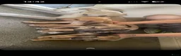Lurcher dogs for sale: Puppy - Advert 4