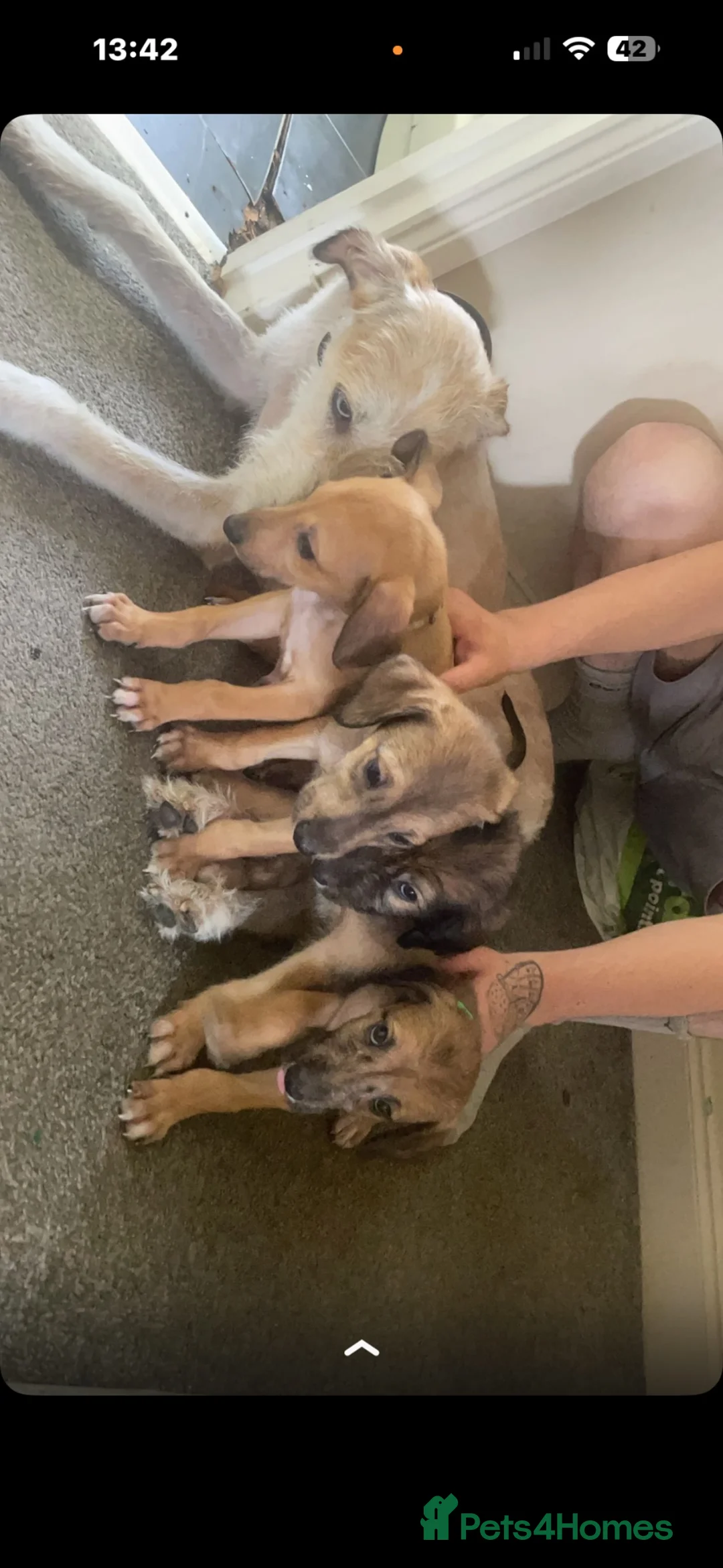Lurcher dogs for sale: Puppy - Advert 4