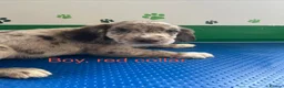 Mixed Breed dogs for sale: Fantastic Sprockerpoos - Advert 17