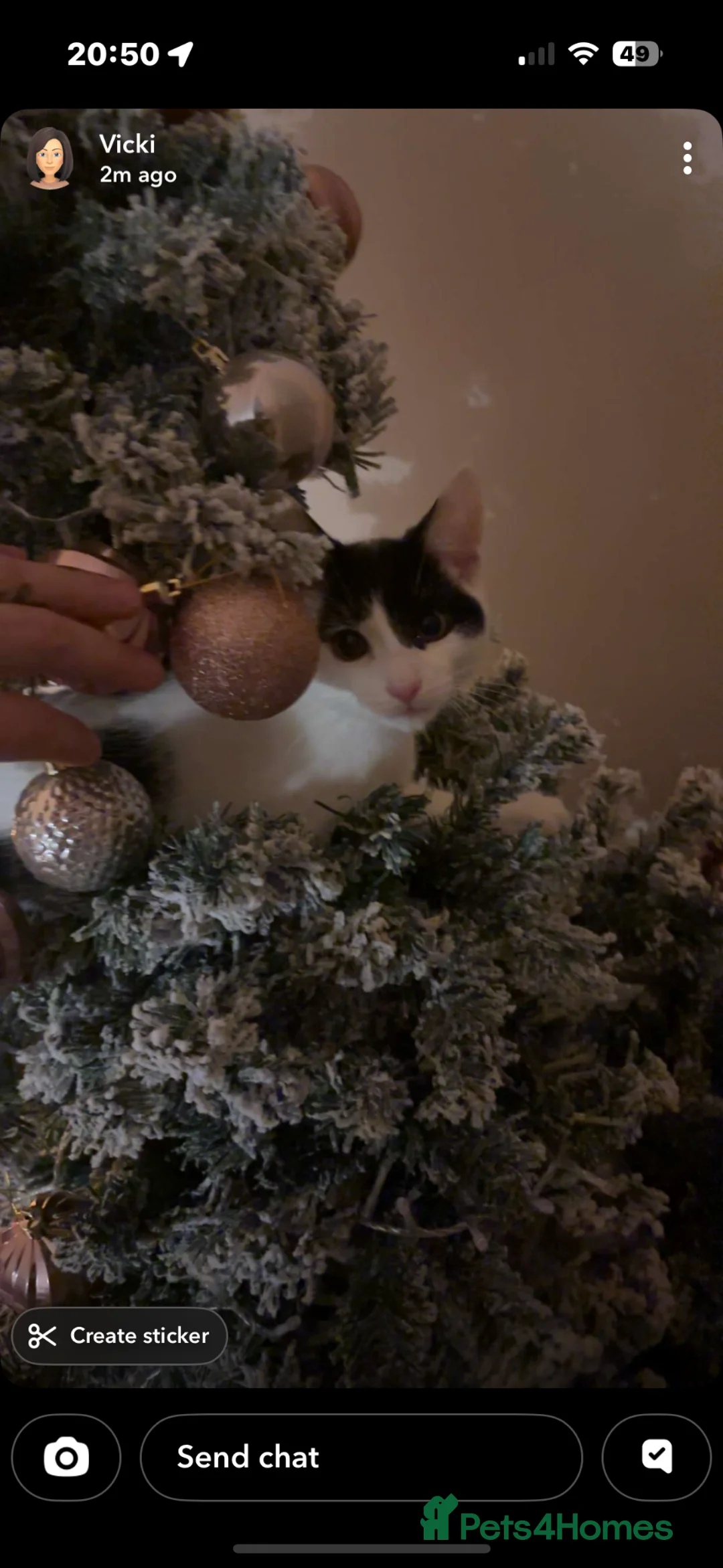 British Shorthair cats for sale: British short hair male  in Halesowen - Advert 2