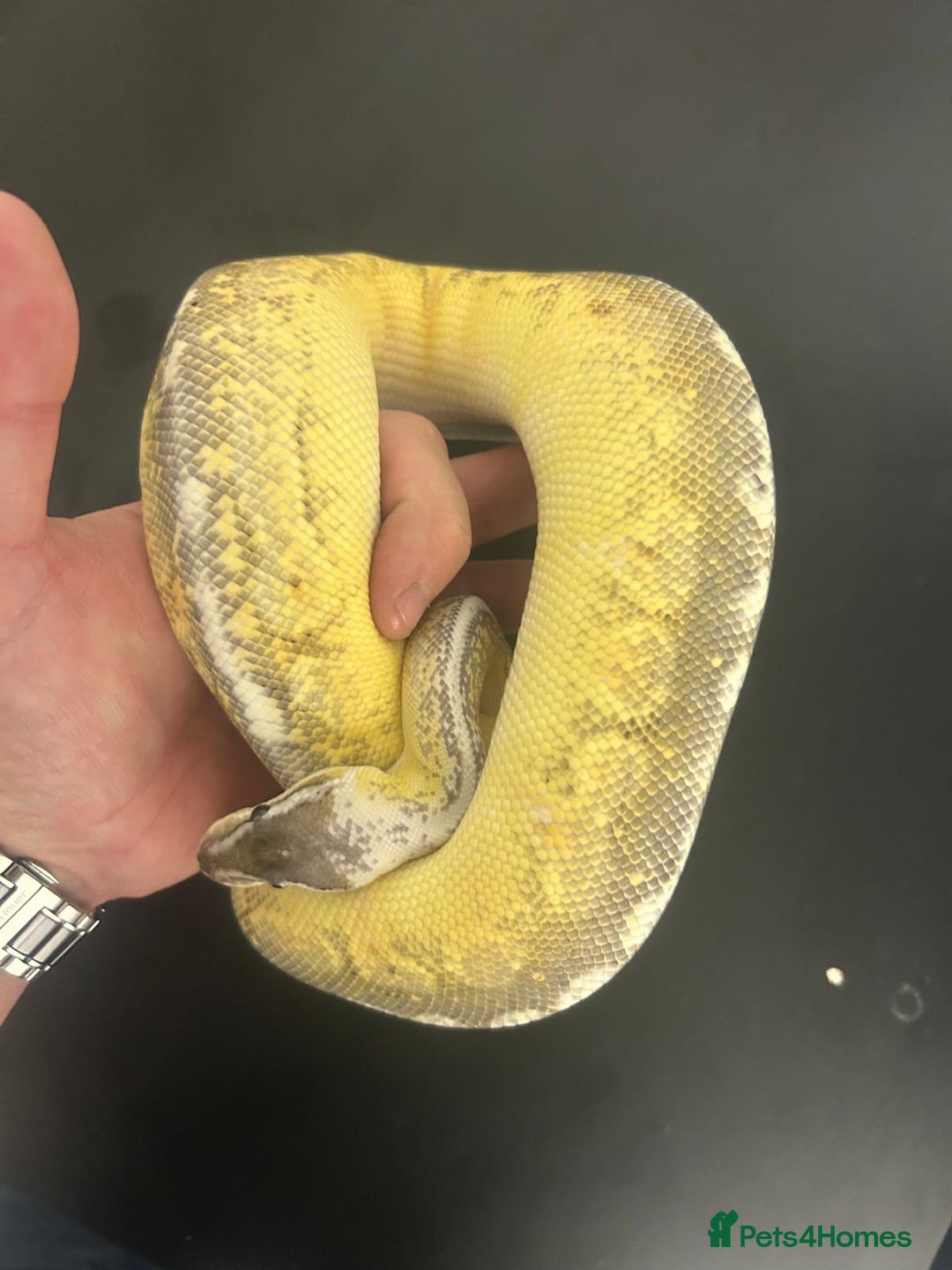 Python Snake reptiles for sale: Ball Pythons  - Advert 4