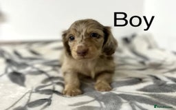 Miniature Dachshund dogs for sale: Miniature longhair dachshunds health test parents  - Image 13