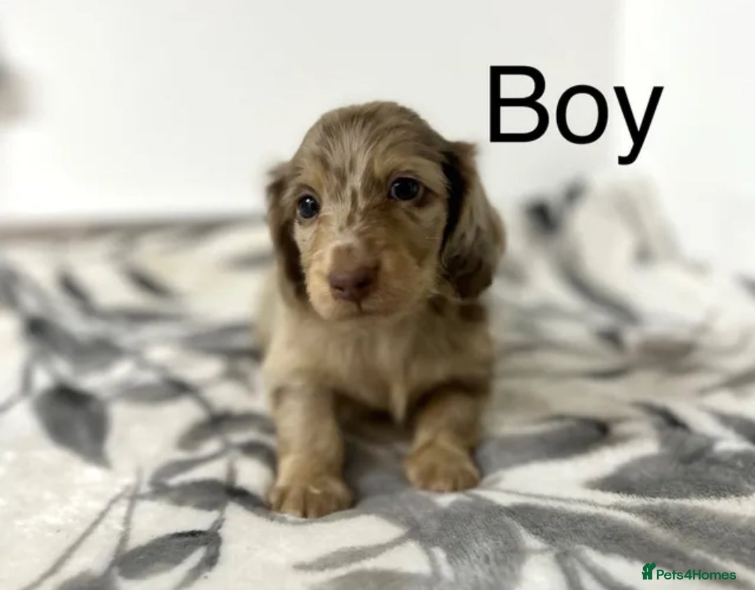 Miniature Dachshund dogs for sale: Miniature longhair dachshunds health test parents  - Image 13