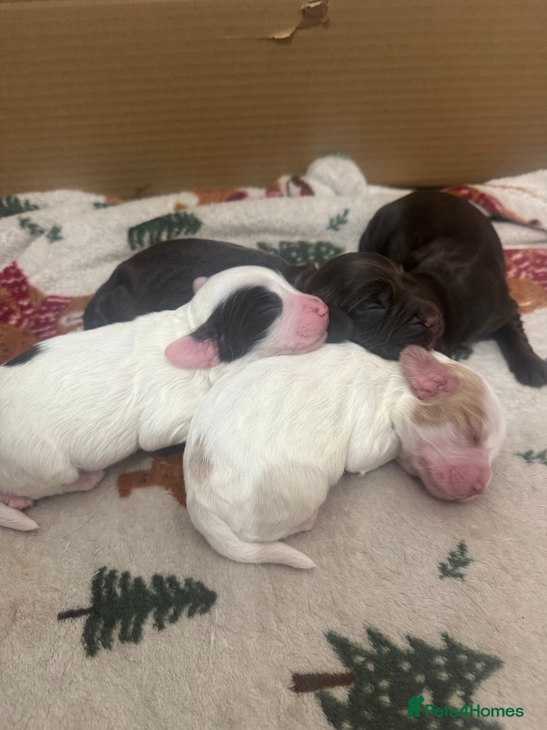 Cocker Spaniel dogs for sale: Beautiful Female Working Cocker Spaniels - Advert 1