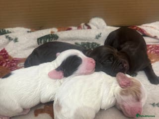 Cocker Spaniel dogs Beautiful Female Working Cocker Spaniels - Advert 14