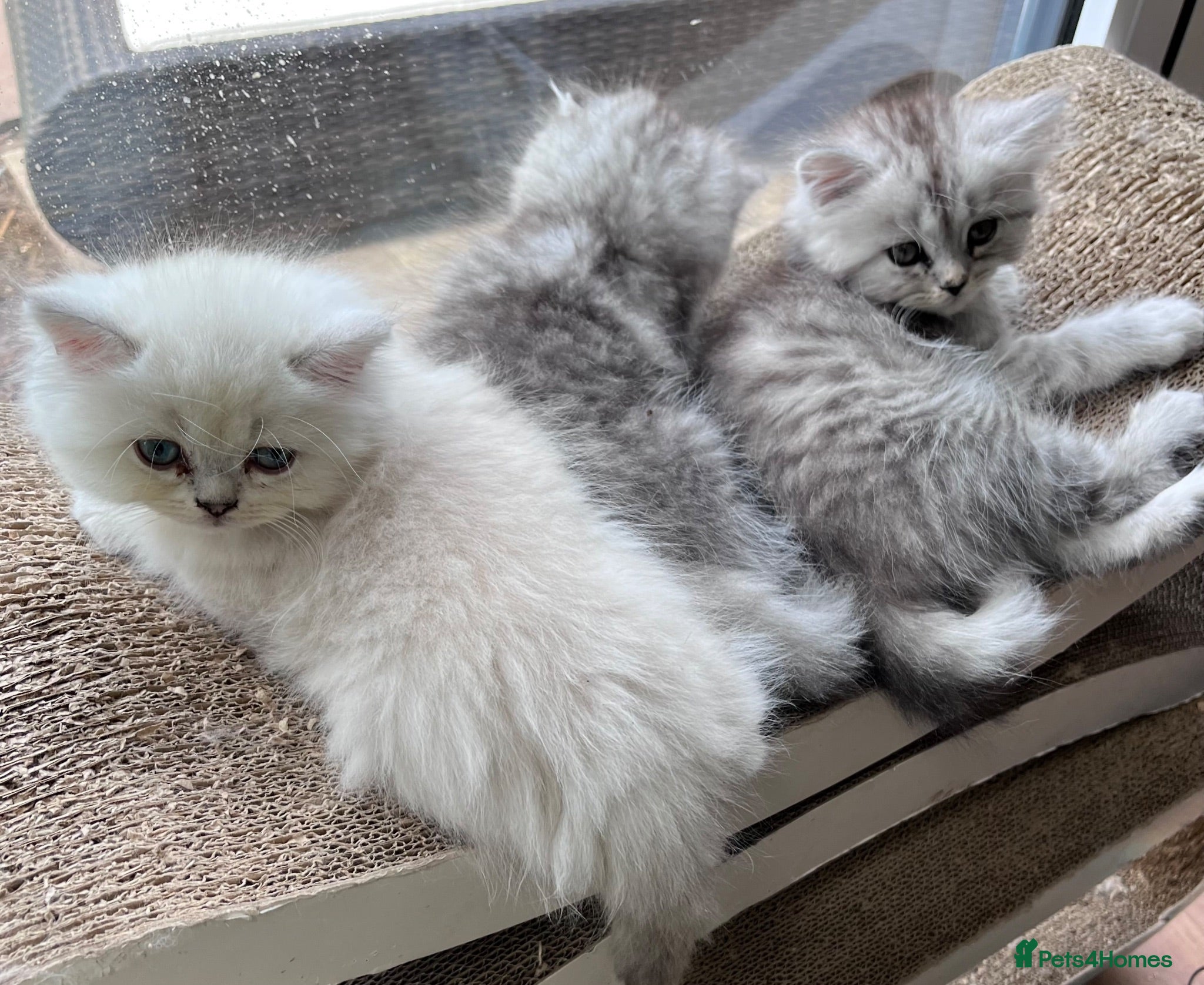 Persian cats Simply Stunning Persian Kittens  - Advert 1