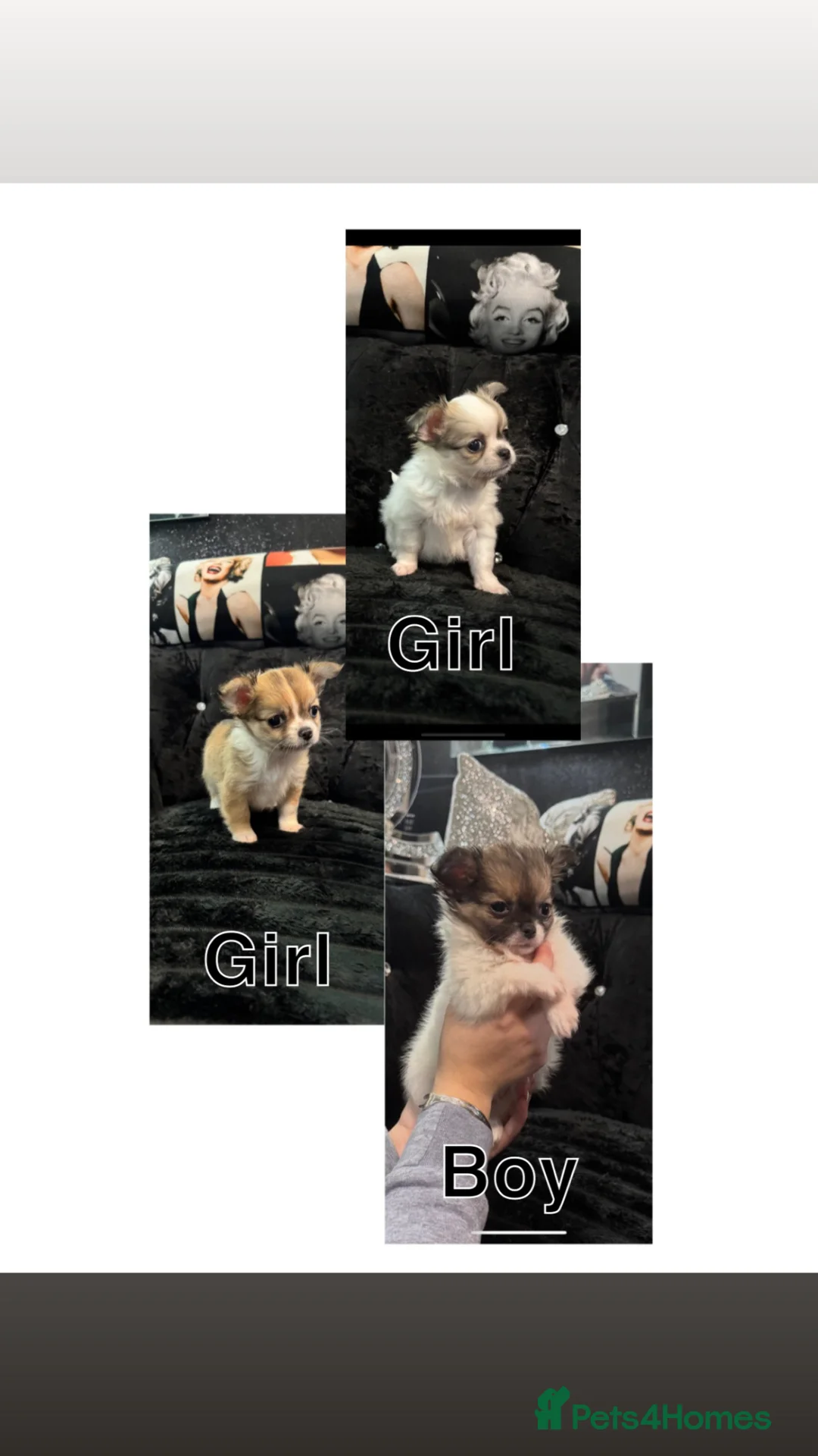 Chihuahua dogs for sale: Chihuahuas pups ready to go🩵🩷 - Advert 1