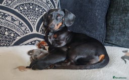 Dachshund dogs for sale: Daphne - Image 3