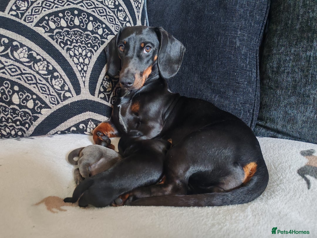 Dachshund dogs for sale: Daphne - Image 3