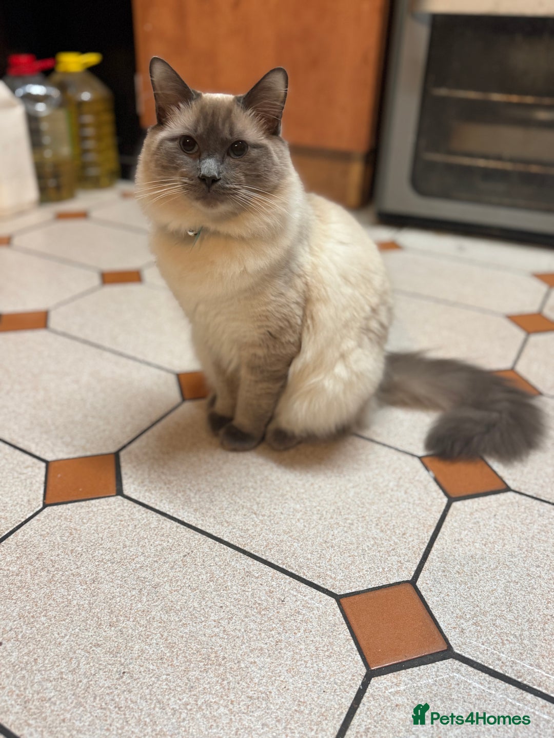 Ragdoll cats for sale: 6month old Ragdoll - Advert 3