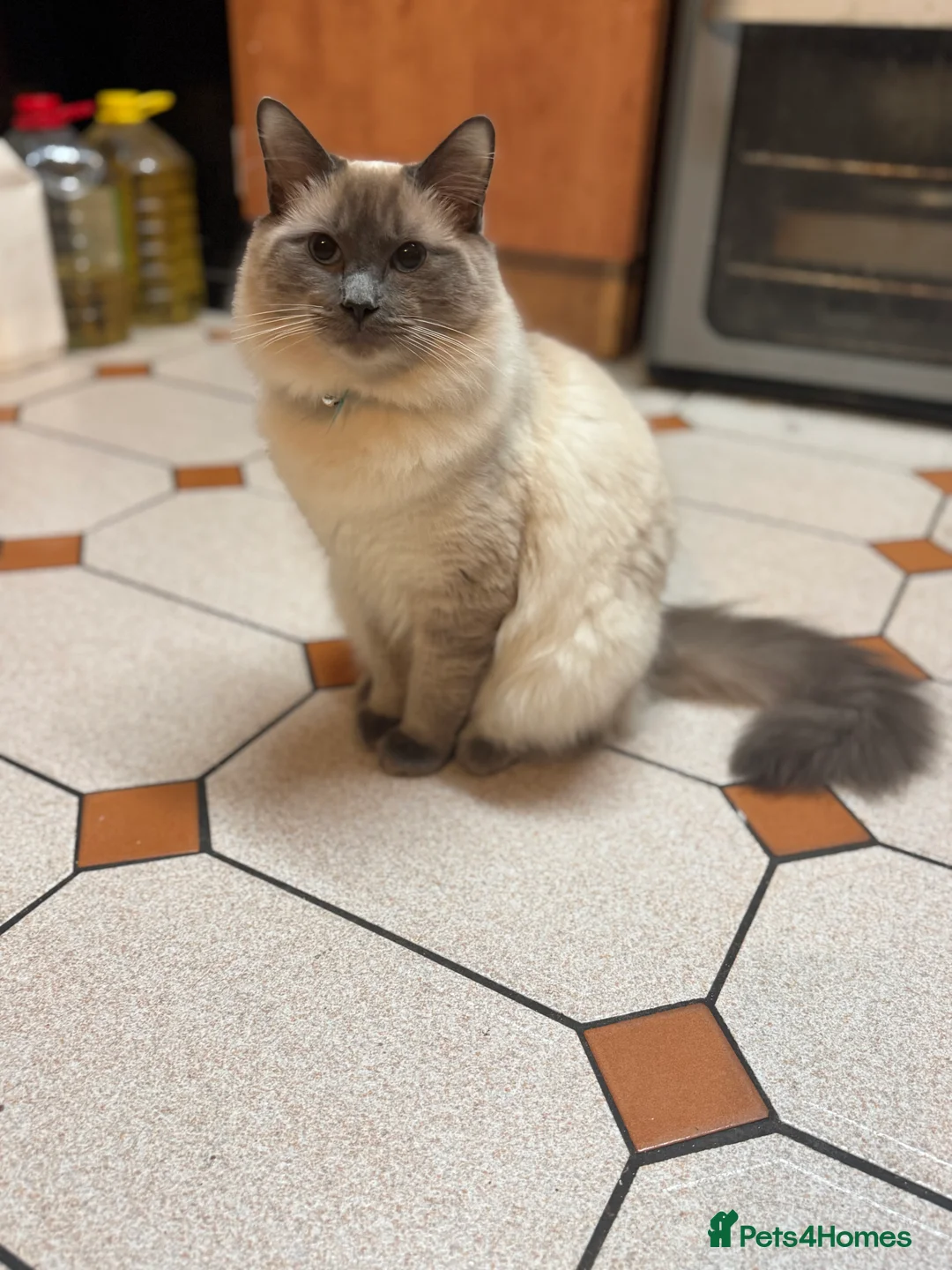 Ragdoll cats for sale: 6month old Ragdoll - Advert 3