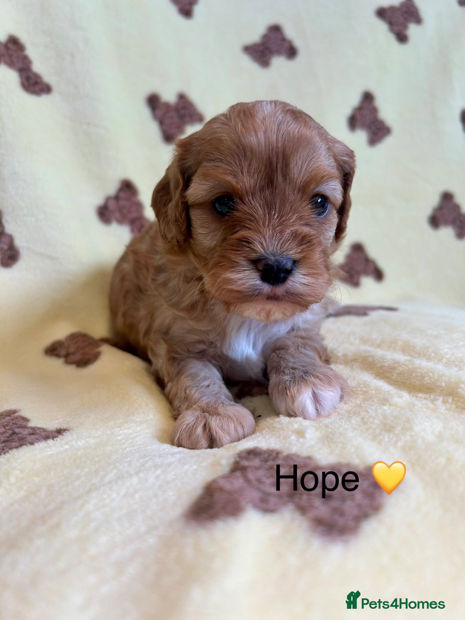 Cavapoo dogs F1 Rainbow litter of Cavapoo cuties  - Advert 1