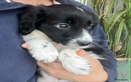 Border Collie dogs for sale: Beautiful Border Collie x Springer Spaniel Puppies - Image 4