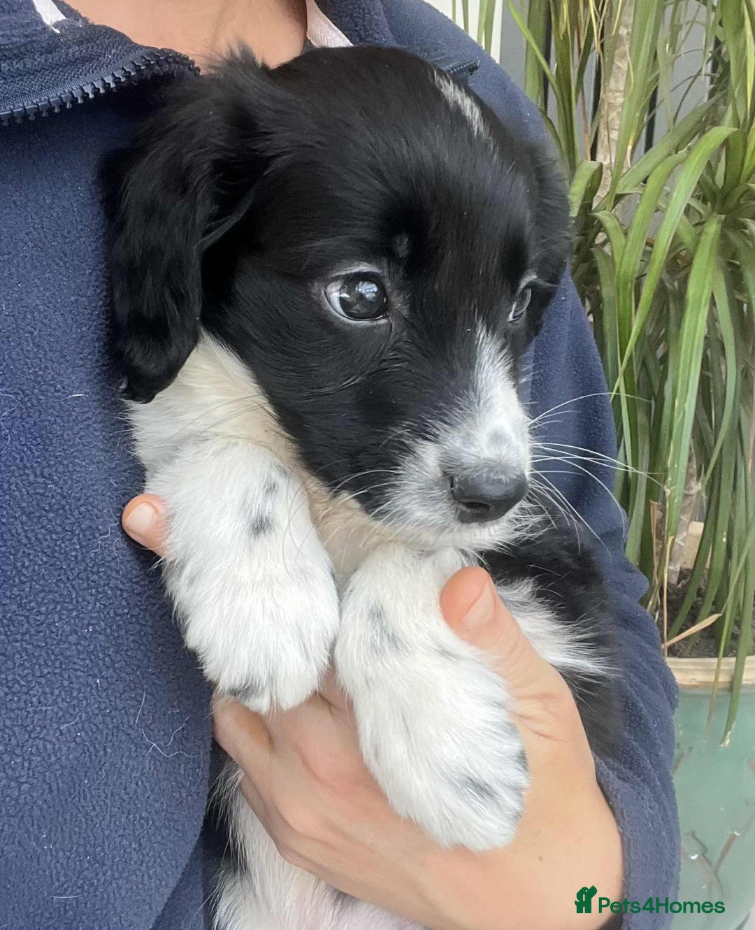 Border Collie dogs for sale: Beautiful Border Collie x Springer Spaniel Puppies - Image 4