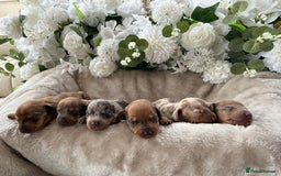 Miniature Dachshund dogs for sale: ⭐️Beautiful litter Of Rainbow Dachshund Puppies⭐️ - Image 1