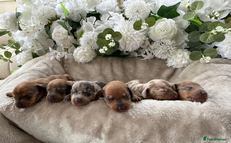 Miniature Dachshund dogs - Advert 6