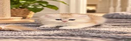 Scottish Fold cats for sale: stunning Scottish Fold and  Straight kittens - Advert 8